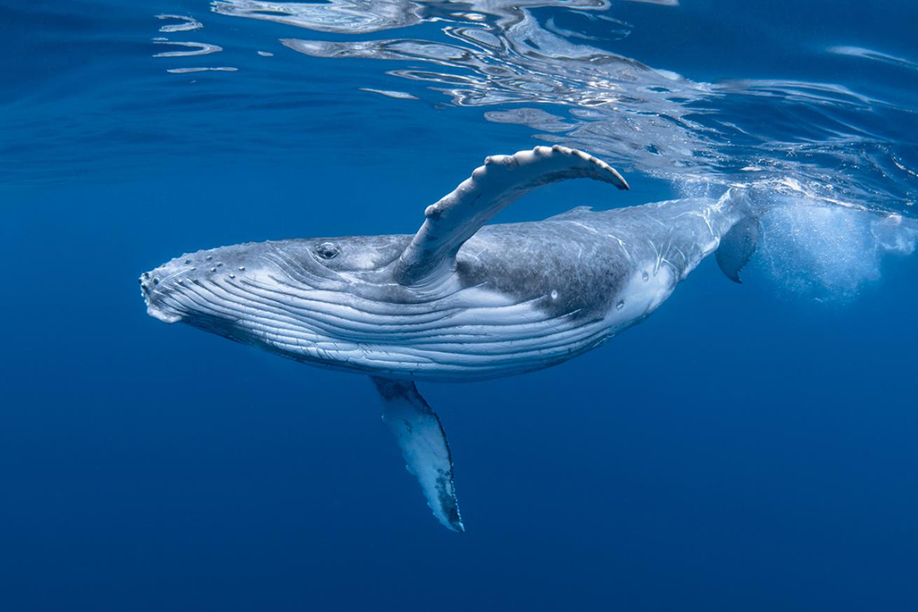 humpback-whale-shutterstock-craig-lambert-photography